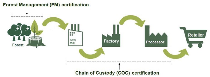 FSC CoC: Hành Trình Chi Tiết Để Doanh Nghiệp Gỗ Việt Nam Đạt Chứng Nhận FSC CoC